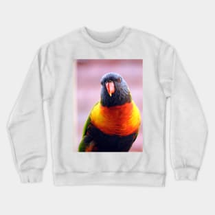 Rainbow Lorikeet Crewneck Sweatshirt